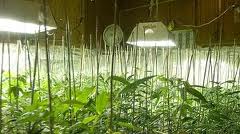 marijuana-cultivation-charge